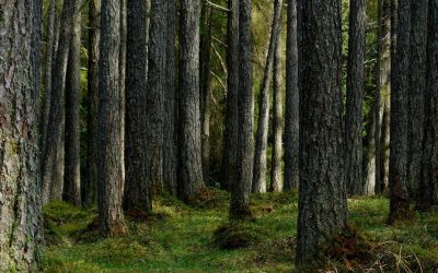 Valtuustoaloite kunnan metsänhoidon tavoitteista