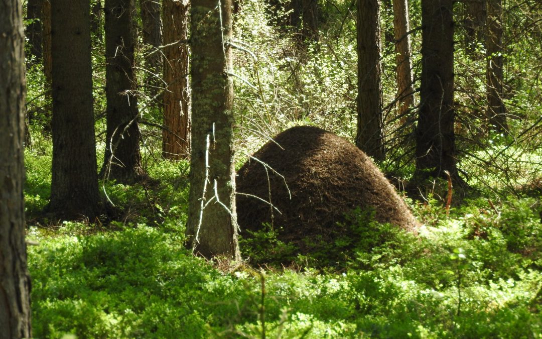 Kommunens skogar – Kunnan metsät