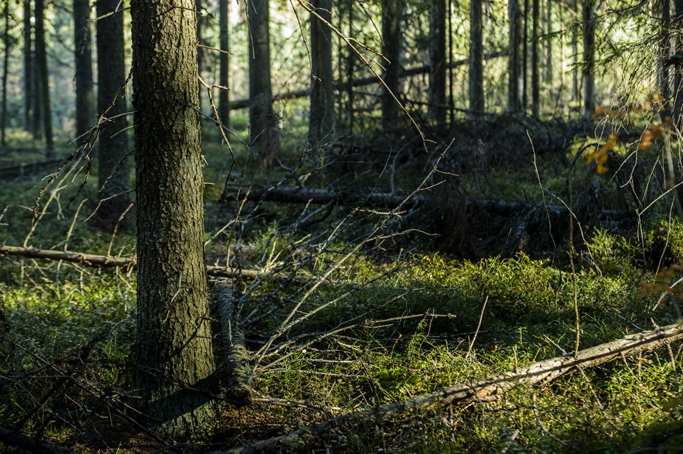 Skydda skogen